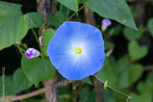 Blue Star Ipomoea tricolor Heavenly Blue