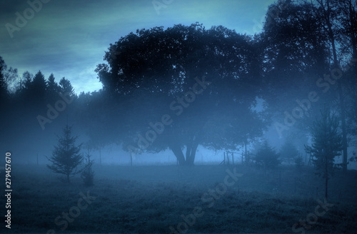 Tree shrouded in mist  © Petteri