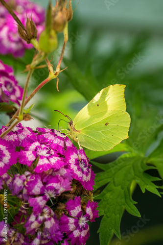 butterfly on a flower © Ingemar