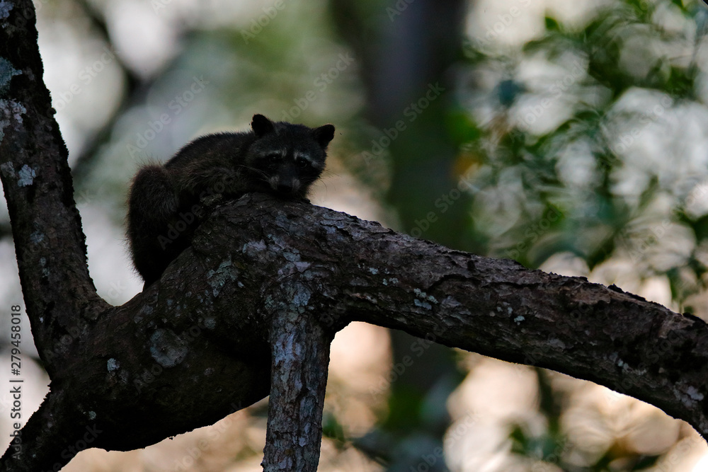 Fototapeta premium Raccoon, Procyon lotor, hidden in the green forest vegetation in National Park Manuel Antonio, Costa Rica. Wildlife scene from tropic nature. Animals in the dark forest. Cute raccoon on the tree.