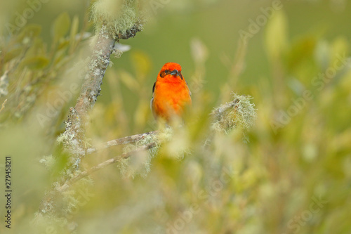 Orange bird Flame-colored Tanager, Piranga bidentata, Savegre, Costa Rica. Orange bird in green tropical vegetation. Tanager from Costa Rica. Wildlife scene from nature green forest habitat. © ondrejprosicky