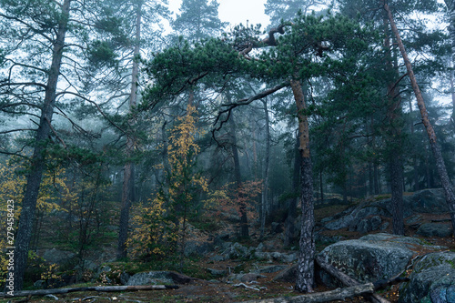 Misty forest in Espoo Finland © Petteri