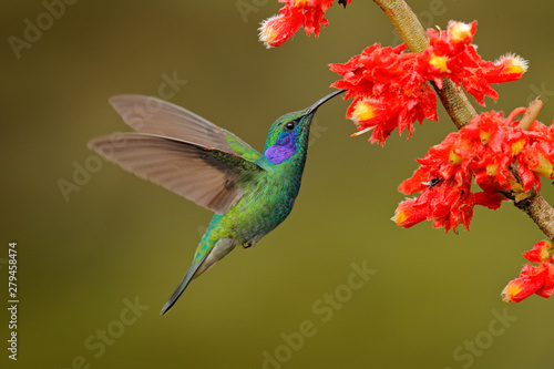 Hummingbird with pink bloom in forest habitat. Green Violet-ear, Colibri thalassinus, flying in the nature tropical wood habitat, red flower, Tapanti NP, Costa Rica. Wildlife scene from jungle.