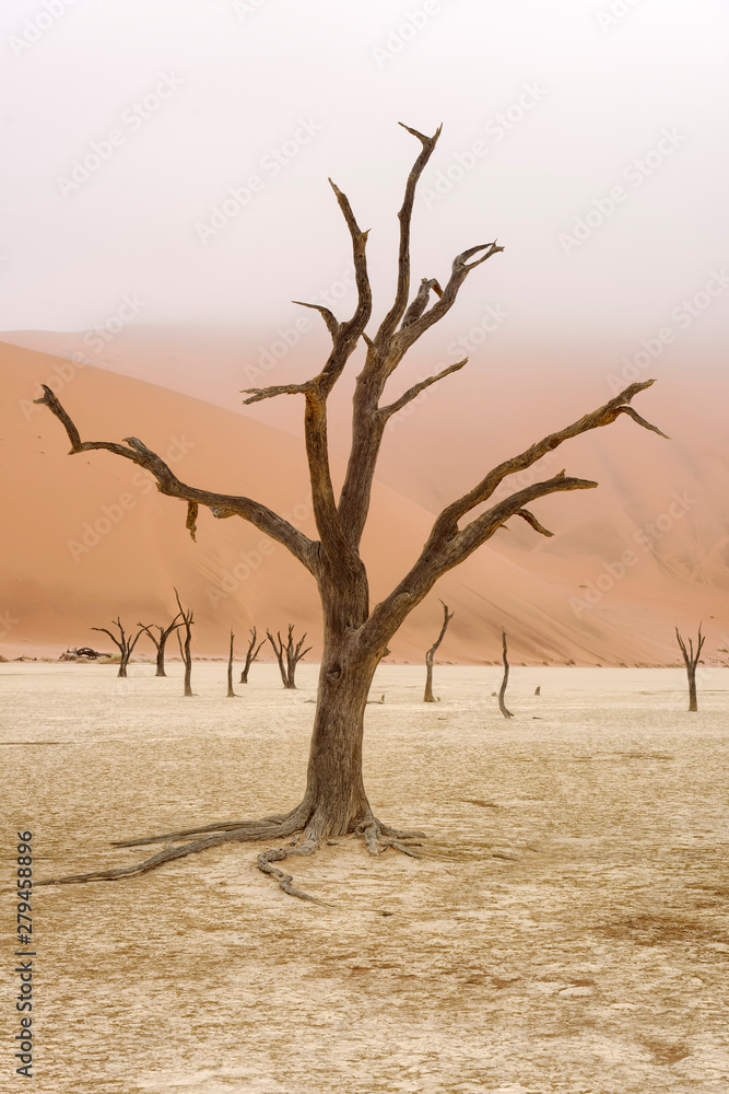 Dead tree in Deadvlei, Namib-Naukluft National Park, Namibia Dead tree in Deadvlei, Namib-Naukluft National Park, Namibia