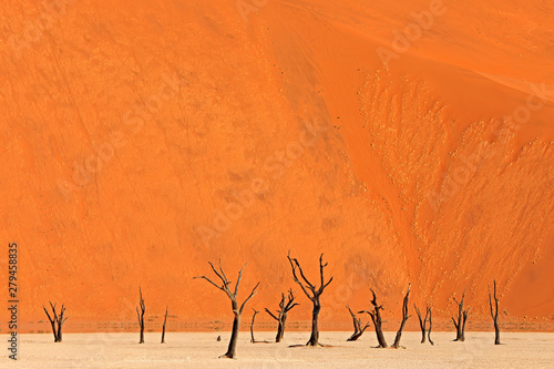 Deadvlei  orange dune with old acacia tree. African landscape from Sossusvlei  Namib desert  Namibia  Southern Africa. Red sand  biggest dun in the world. Travelling in Namibia. Sunrise  first light.