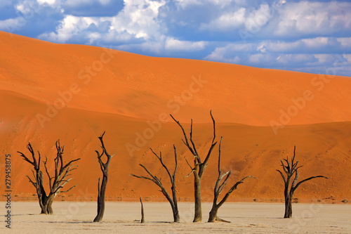 Deadvlei, orange dune with old acacia tree. African landscape from Sossusvlei, Namib desert, Namibia, Southern Africa. Red sand, biggest dun in the world. Travelling in Namibia. Sunrise, first light. © ondrejprosicky