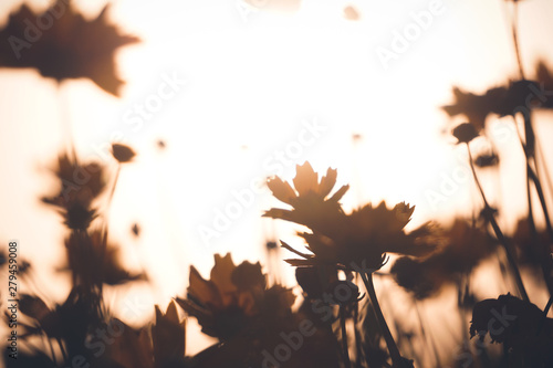 Golden hour flower solhoutte