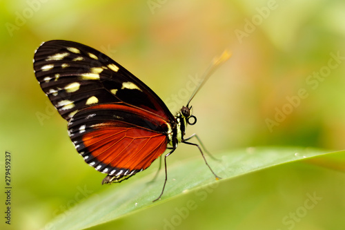 Butterfly Heliconius Hacale zuleikas  in nature habitat. Nice insect from Costa Rica in the green forest. Butterfly sitting on the leave from Panama. Wildlife in the forest. 