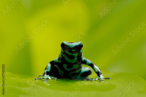 Green Black Poison Dart Frog, Dendrobates auratus, in nature habitat. Beautiful motley frog from tropic forest in South America. Animal Amazon. Poison frog from Amazon tropic forest, Costa Rica.