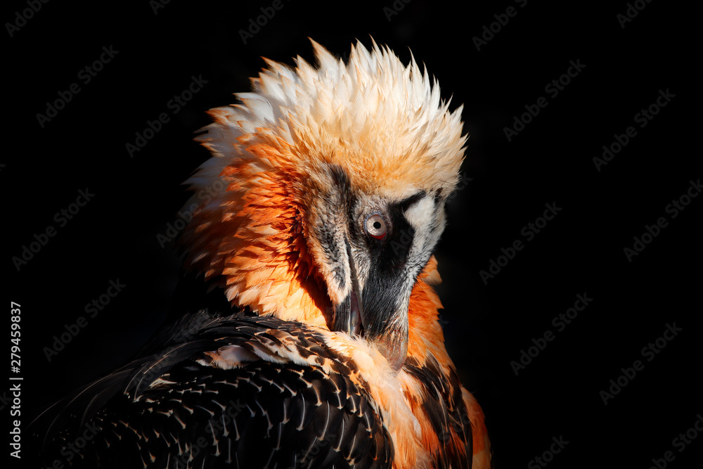 Fototapeta premium Bearded Vulture, Gypaetus barbatus, detail portrait of rare mountain bird in rocky habitat in Spain. Close-up portrait of beautiful mountain bird, Europe, sitting on the nest in stone rock.