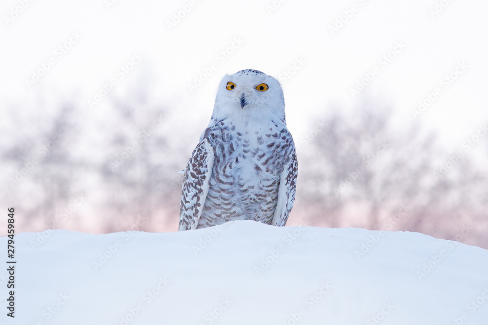 Fototapeta premium Snowy owl sitting on the snow in the habitat. Cold winter with white bird. Wildlife scene from nature, Manitoba, Canada. Owl on the white meadow, animal behaviour.