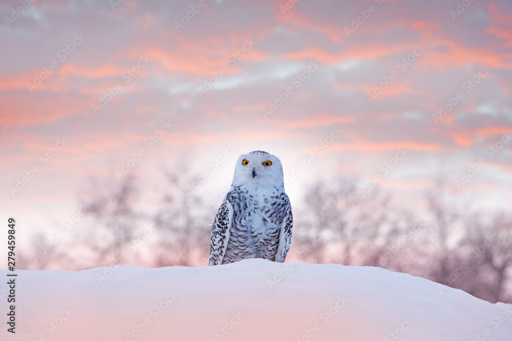 Snowy owl sitting on the snow in the habitat. Cold winter with white bird. Wildlife scene from nature, Manitoba, Canada. Owl on the white meadow, animal behaviour. Snowy owl sitting on the snow in the habitat. Cold winter with white bird. Wildlife scene from nature, Manitoba, Canada. Owl on the white meadow, animal behaviour.