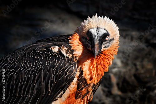Bearded Vulture, Gypaetus barbatus, detail portrait of rare mountain bird in rocky habitat in Spain. Close-up portrait of beautiful mountain bird, Europe, sitting on the nest in stone rock. photo