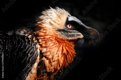 Bearded Vulture, Gypaetus barbatus, detail portrait of rare mountain bird in rocky habitat in Spain. Close-up portrait of beautiful mountain bird, Europe, sitting on the nest in stone rock.