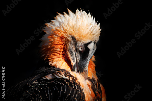 Fotografie Bearded Vulture, Gypaetus barbatus, detail portrait of rare mountain bird in rocky habitat in Spain