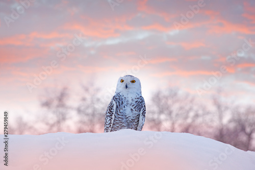 Fototapeta Naklejka Na Ścianę i Meble -  Snowy owl sitting on the snow in the habitat. Cold winter with white bird. Wildlife scene from nature, Manitoba, Canada. Owl on the white meadow, animal behaviour.