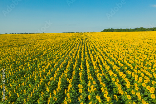 Summer yellow flowers beautiful field. Areal view summer field flowers