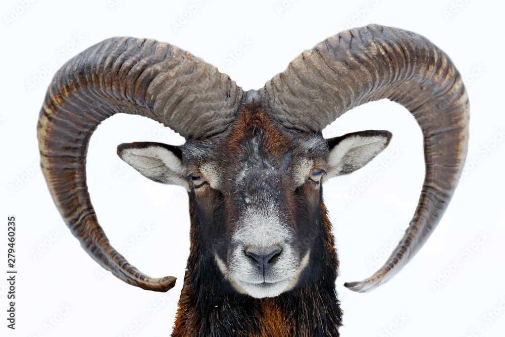 Mouflon, Ovis orientalis, horned animal in nature habitat. Close-up portrait of mammal with big horns, Czech Republic. Cold snowy tree vegetation, white nature. Snowy winter in forest.