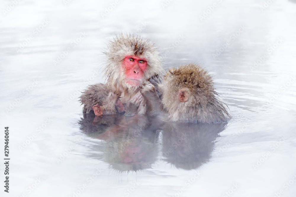 Naklejka premium Family in the spa water Monkey Japanese macaque, Macaca fuscata, red face portrait in the cold water with fog, animal in the nature habitat, Hokkaido, Japan. Wide angle lens photo with nature habitat.