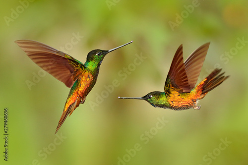 Hummingbird Golden-bellied Starfrontlet, Coeligena bonapartei, with long golden tail, beautiful action flight scene with open wings, clear green backgroud, Chicaque Natural Park, Colombia. Two birds.  © ondrejprosicky