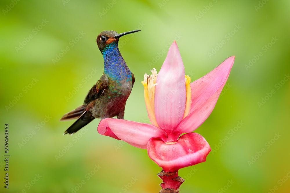 Fototapeta premium Bird sucking nectar from pink bloom. Hummingbird with flower. White-tailed Hillstar, Urochroa bougueri, on ping flower, gren and yellow background, Colombia.