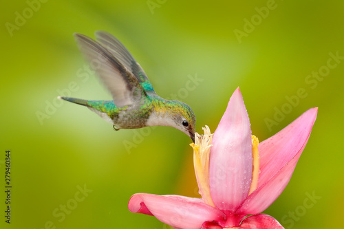 Hummingbird from Colombia. Andean Emerald, Amazilia franciae, with pink red flower, clear green background, Colombia. Wildlife scene from nature. Hummingbird in the tropic jungle forest. photo