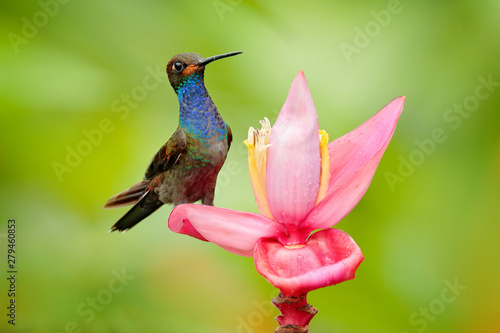 Bird sucking nectar from pink bloom. Hummingbird with flower. White-tailed Hillstar, Urochroa bougueri, on ping flower, gren and yellow background, Colombia. © ondrejprosicky
