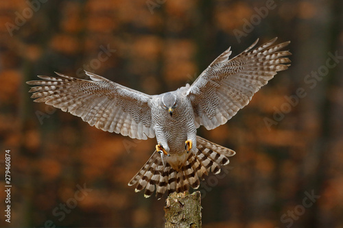 Goshawk flying, bird of prey with open wings with evening sun back light, nature forest habitat, Germany. Wildlife scene from autumn nature. Bird fly landing pn tree trunk in orange vegetation.