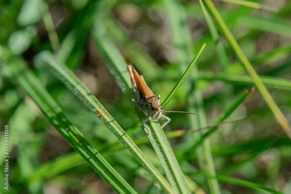 grasshopper sitting in the grass grasshopper sitting in the grass