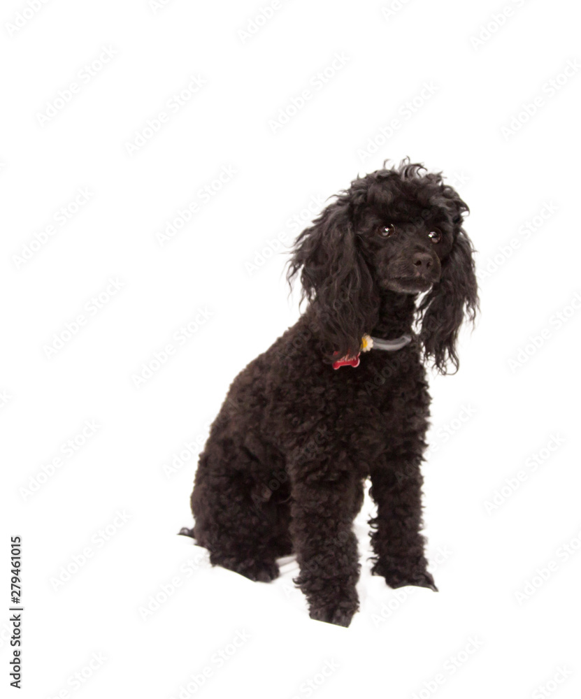 portrait of black poodle dog isolated