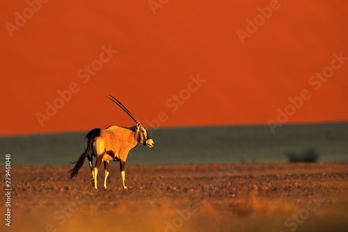 Gemsbok with orange sand dune evening sunset. Gemsbuck, Oryx gazella, large antelope in nature habitat, Sossusvlei, Namibia. Wild animals in the savannah. Animal with big straight antler horn.
