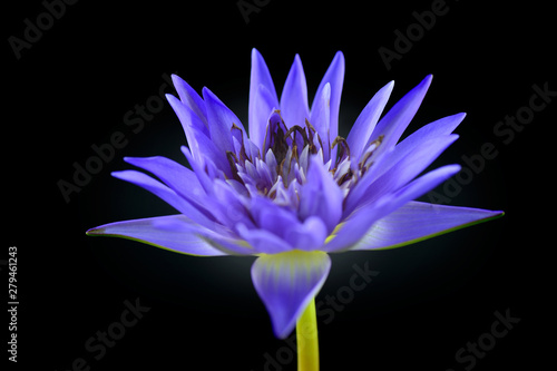 Beautiful Purple Lotus Flower on black background