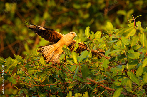 Yellow-headed caracara, Milvago chimachima, bird fly above green vegetation. Caracara flight in the nature habitat, Tarcoles, Carara NP, Costa Rica. Wildlife scene from nature. Evening sunset.