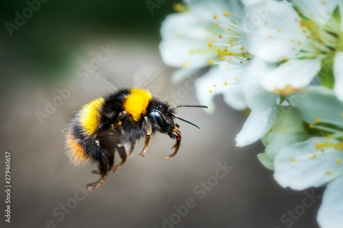 Fototapete In flight flying bumblebee in spring on fruit tree blossom