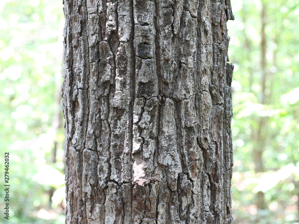 Summer tree trunk texture background. Summer tree trunk texture background.