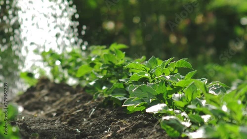 Wallpaper Mural Watering seedling in the soil. Water drops falling onto new sprout on sunny day in the garden in summer. Organic farming and clean fresh water concept. Torontodigital.ca