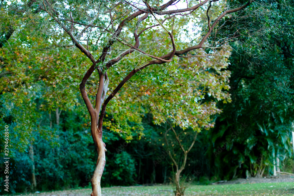 Fototapeta premium tree