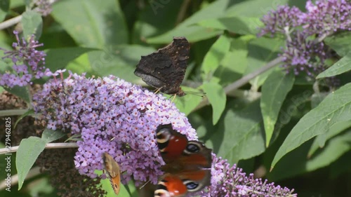 Beautiful peacock butterflies on buddleia blossom