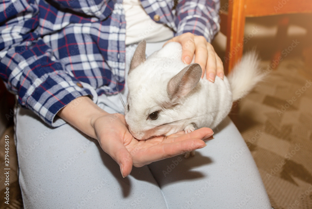 White chinchilla is eating from the hand. Cute home pet.