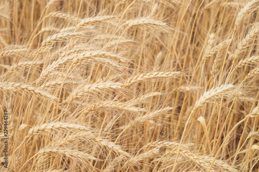 Ears of wheat in the sunlight on the agricultural field close-up Ears of wheat in the sunlight on the agricultural field close-up