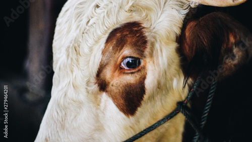 simmental cow (bos taurus) cattle snout in traditional farm, Boyolali, Indonesia. Only an eye and ear is seen in the frame. photo