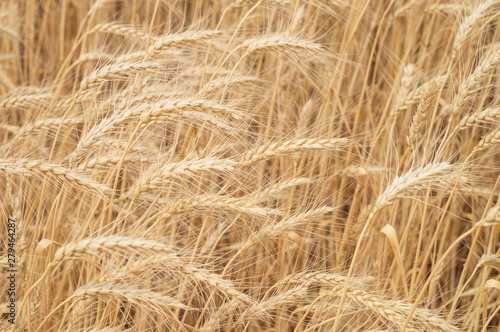 Ears of wheat in the sunlight on the agricultural field close-up