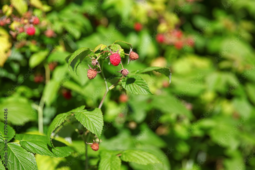 Fototapeta premium garden raspberry 2