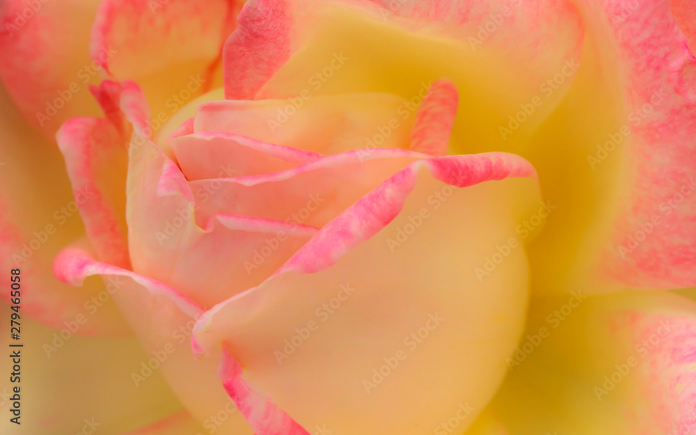 Pink rose close-up background