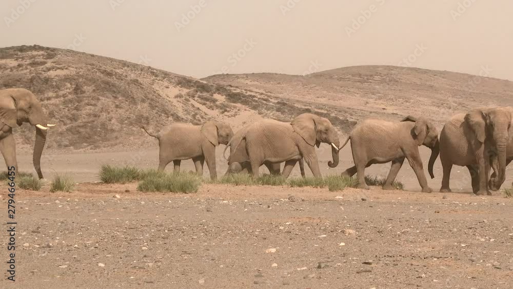 Desert elephant (Loxodonta africana) family with a tiny calf walking in line,wind blowing sand, in the Hoanib desert, Namibia. Desert elephant (Loxodonta africana) family with a tiny calf walking in line,wind blowing sand, in the Hoanib desert, Namibia.