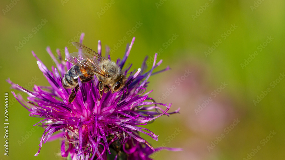 Wildbiene auf einer Ackerdiestel Wildbiene auf einer Ackerdiestel