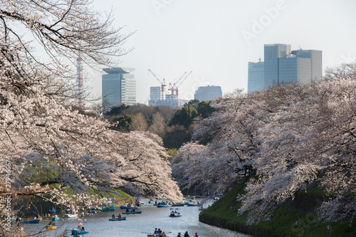 Cherry Blossoms in full bloom around Japanese imperial palace at Chidorigafuchi, Tokyo, Japan