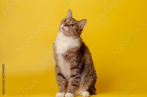 attentive cat on yellow background