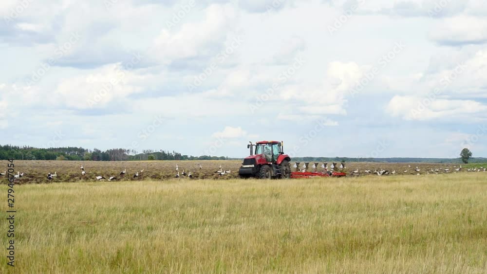 The tractor plows the land surrounded by white storks looking for food on the plowed land. Farmer in tractor preparing land in farmlands. Agriculture industry, cultivation of land The tractor plows the land surrounded by white storks looking for food on the plowed land. Farmer in tractor preparing land in farmlands. Agriculture industry, cultivation of land
