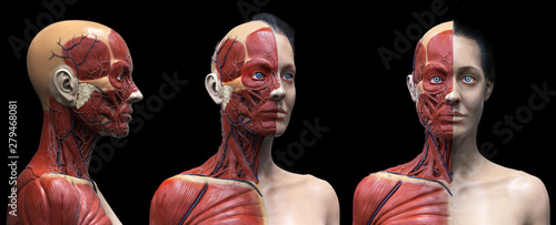 Human body anatomy muscles structure of a female, front view side view and perspective view, 3d render